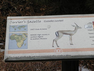 Cuvier's Gazelle #5