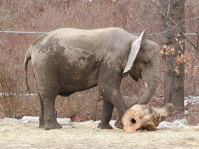 Elephant at play