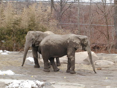 Stero elephants