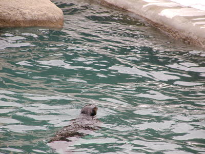 Harbor seal #6