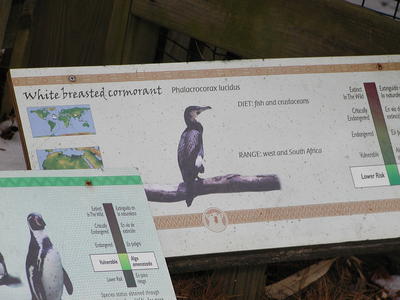 White Breasted Cormorant #3
