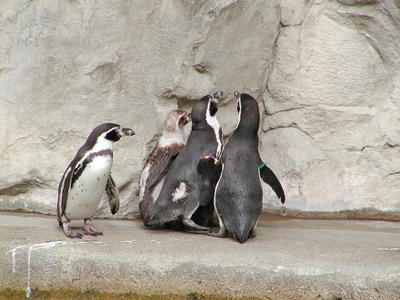 Humbolt Penguins #3