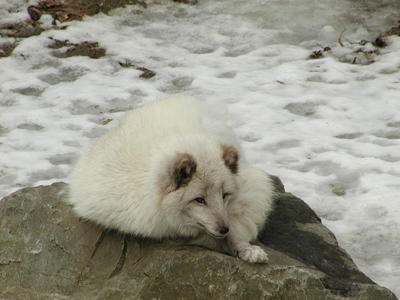 Arctic fox #3