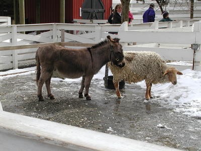 Donkey and sheep