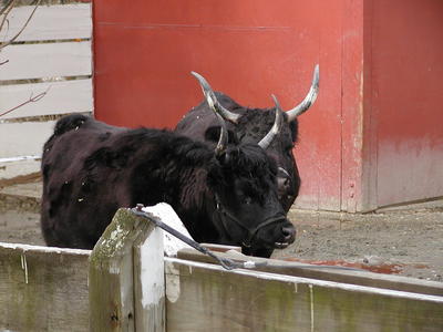 Oxen #2