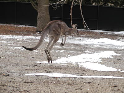 Jump, kangaroo, jump