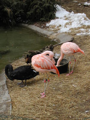 Flamingos and swans
