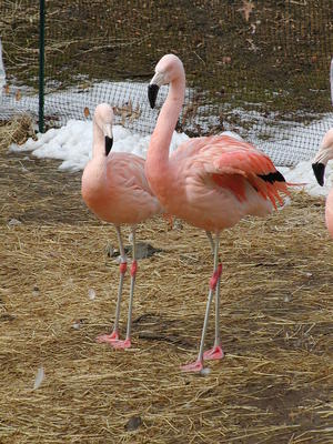 Flamingos #2