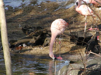 Pink flamingo #2
