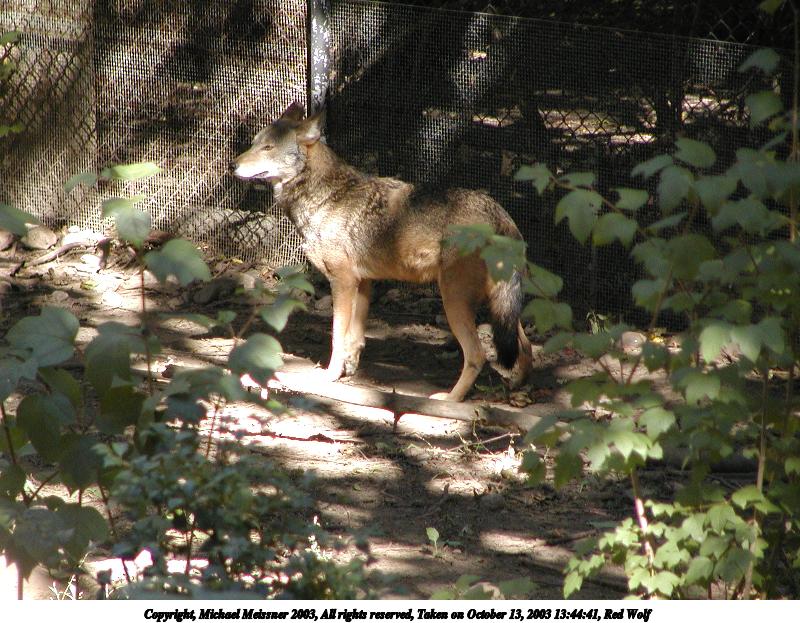 Red Wolf #2