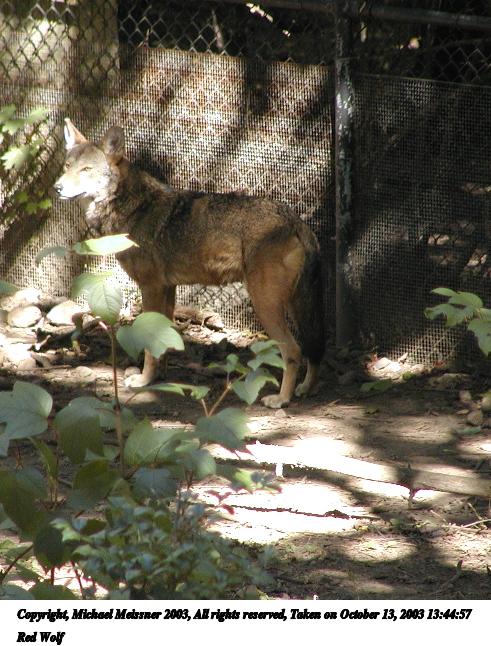 Red Wolf #3