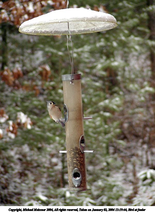 Bird at feeder