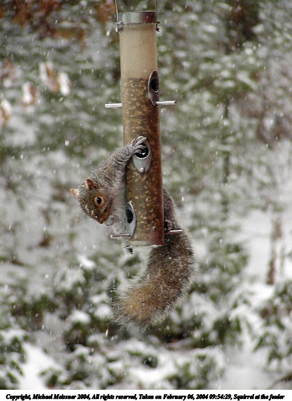 Squirrel at the feeder