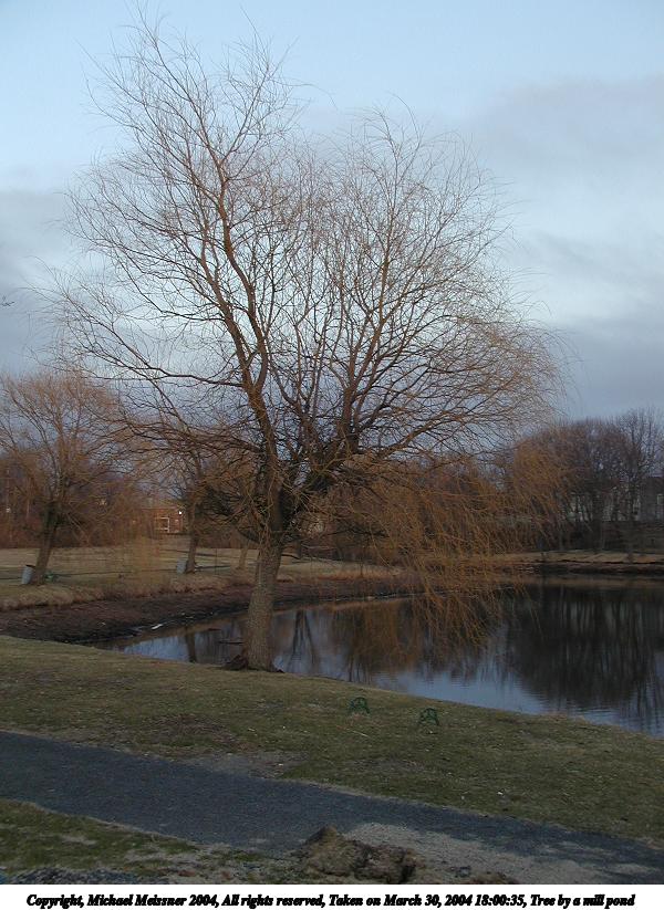 Tree by a mill pond