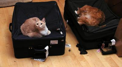 Two suitcases, no waiting