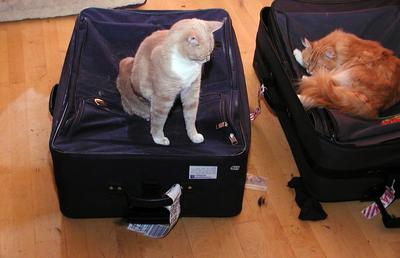 Two suitcases, no waiting #2