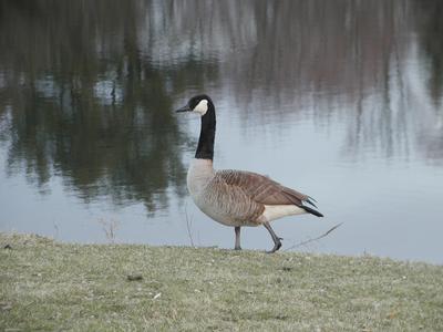 Goose by a mill pond