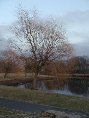 Tree by a mill pond