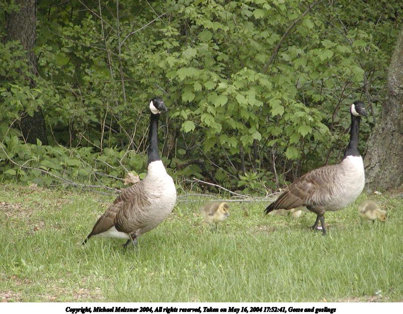 Geese and goslings #2
