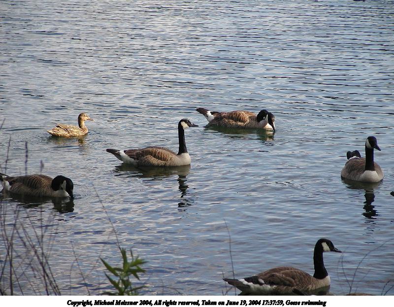 Geese swimming #4