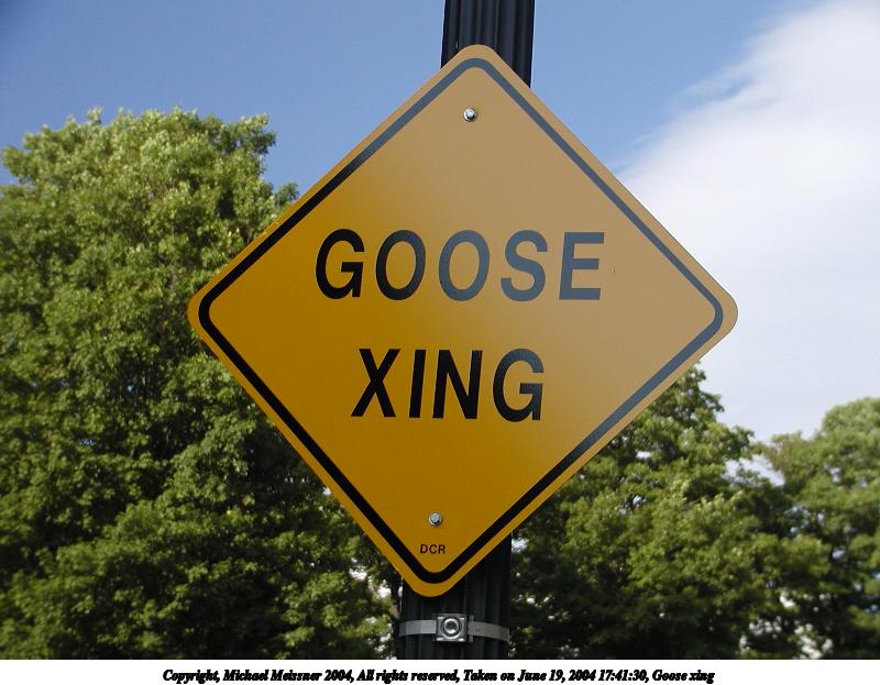 Goose xing