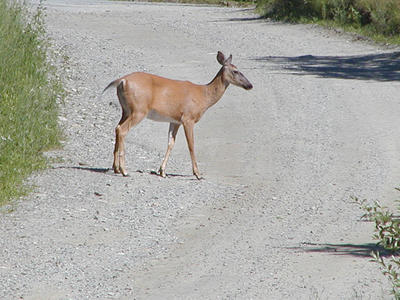 Deer on our road #2