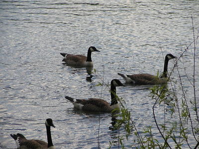 Geese swimming #3