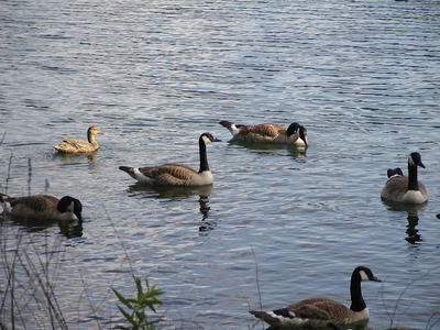 Geese swimming #4