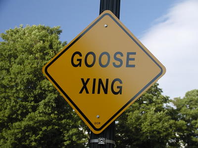 Goose xing