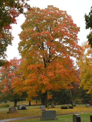 Andover cemetery in the fall #3