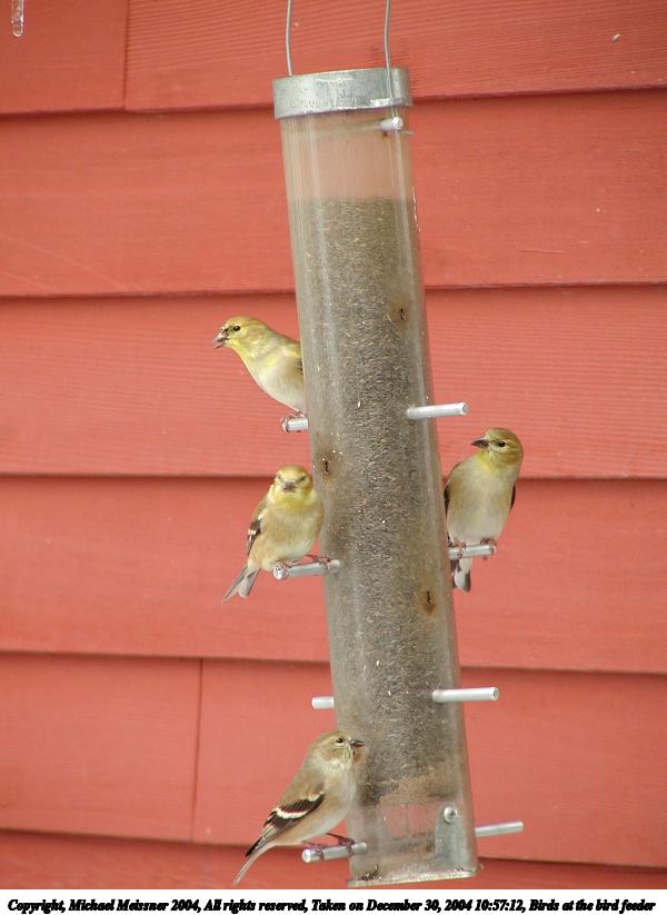 Birds at the bird feeder