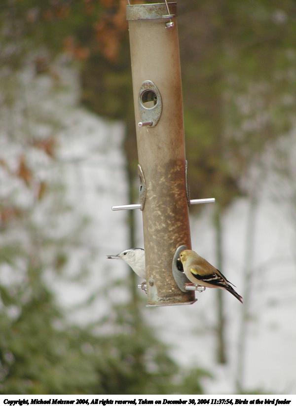 Birds at the bird feeder #4
