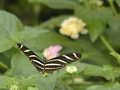 Butterfly #18