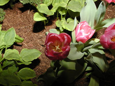 Tulips #3
