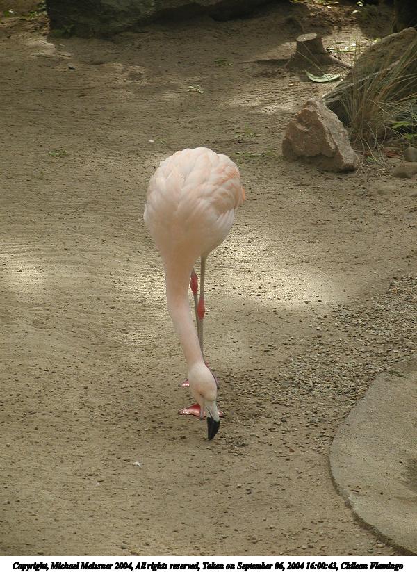Chilean Flamingo #2