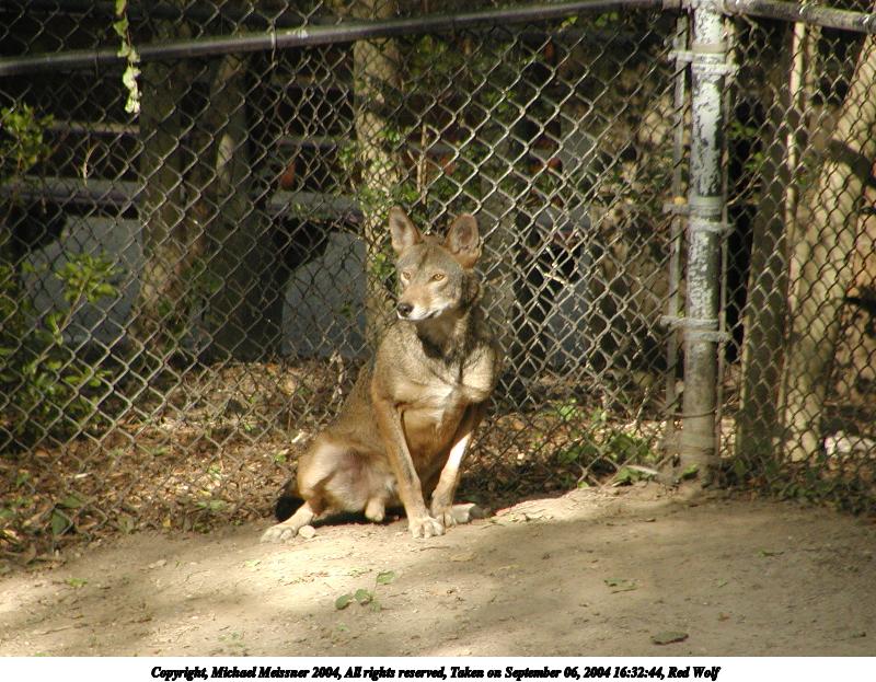 Red Wolf #2