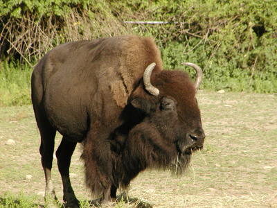 American Bison #2