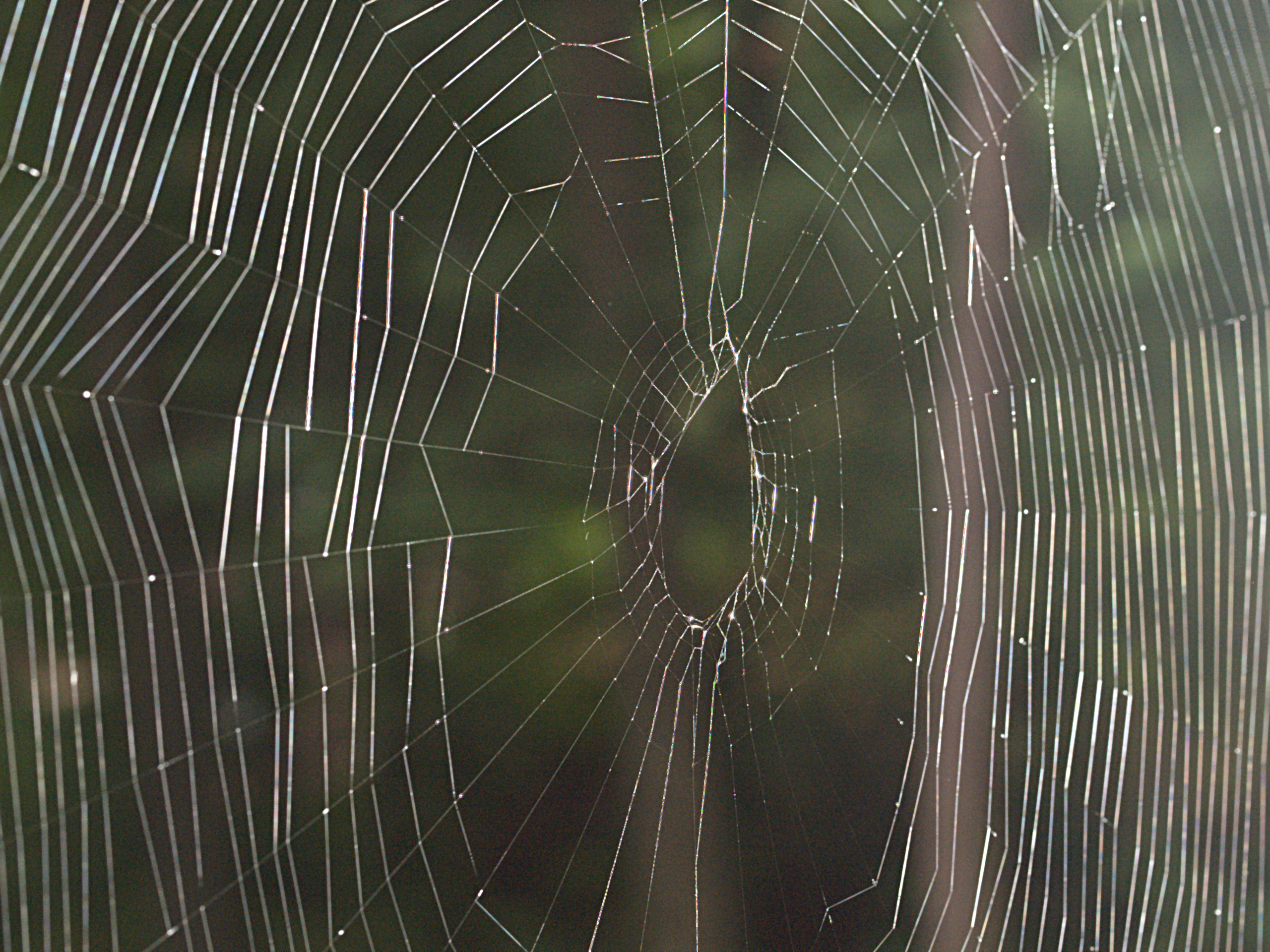 Spider web #2