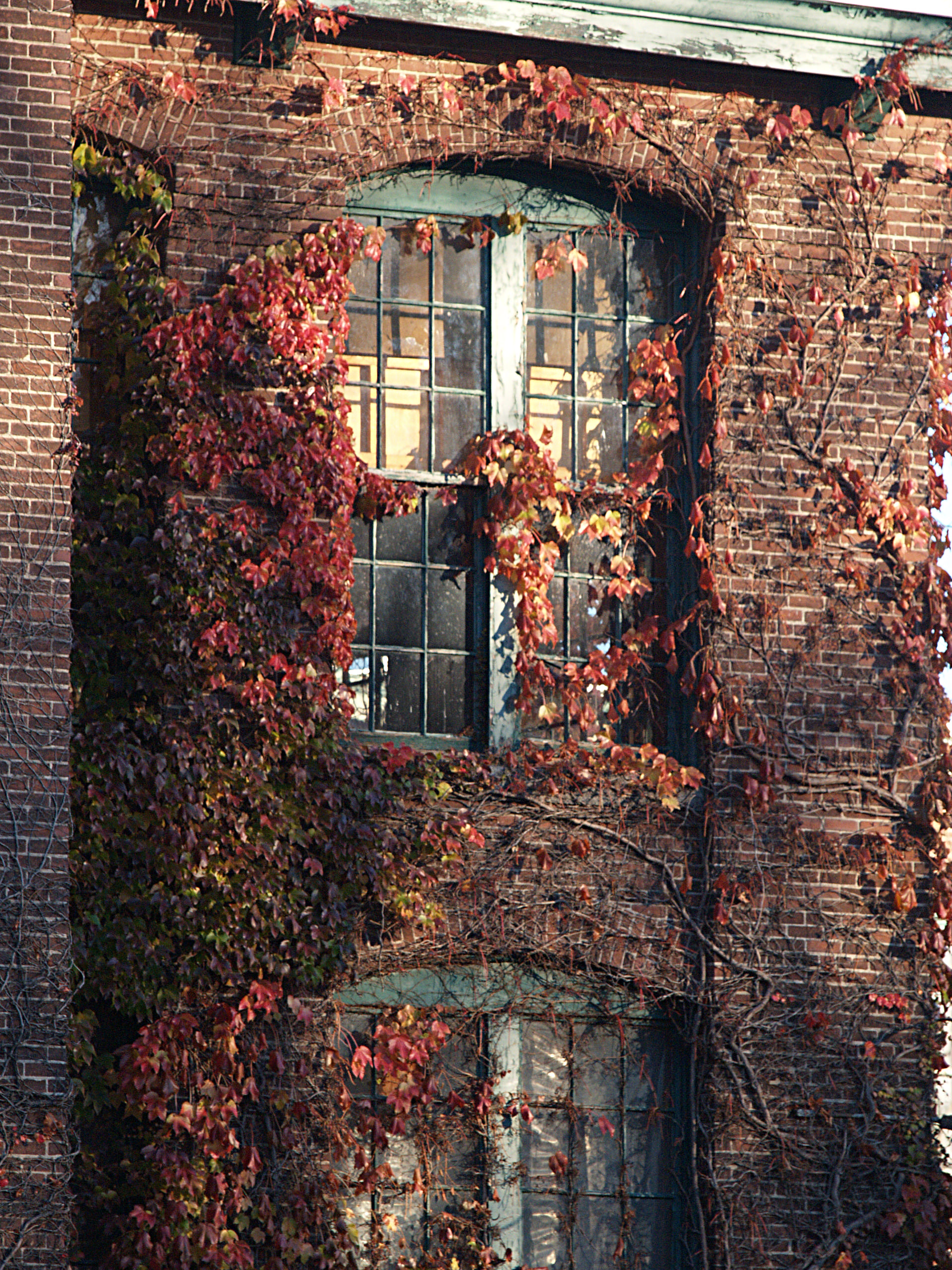 Vine covered old mill