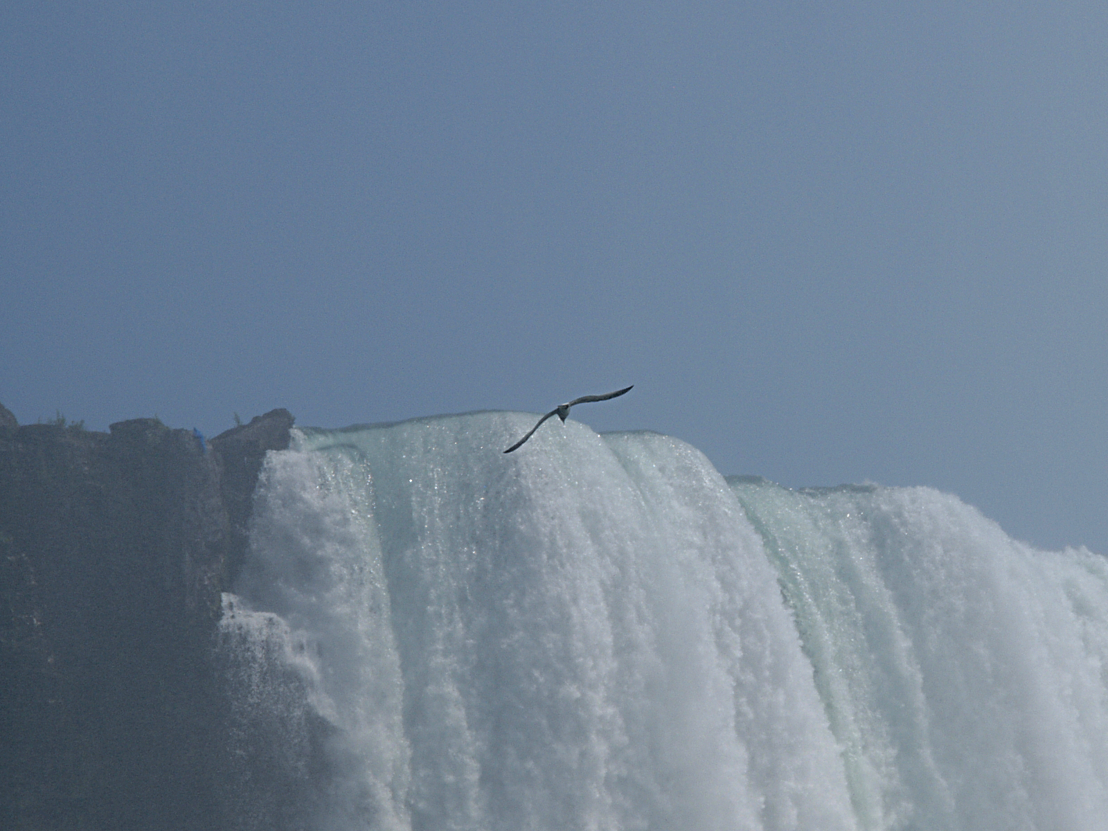 Seagull over Niagara Falls #2