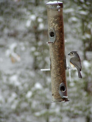 Bird at feeder #6