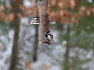 Two birds at the feeder
