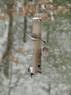 Birds at the feeder #2