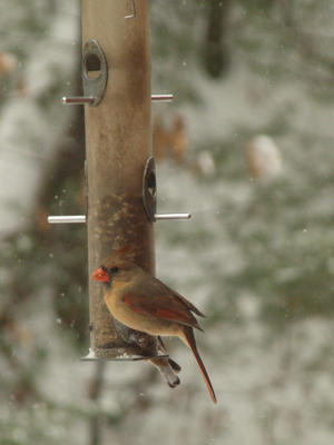 Bird at the feeder #2