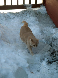 Picking his way carefully through the ice shards