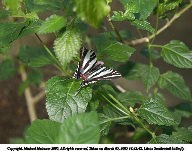 Citrus Swallowtail butterfly #4