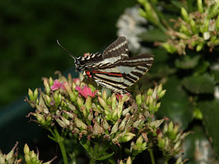 Citrus Swallowtail butterfly #2