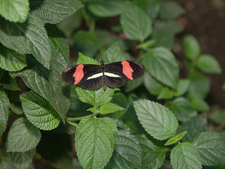 Small postman butterfly