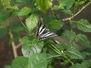 Citrus Swallowtail butterfly #4