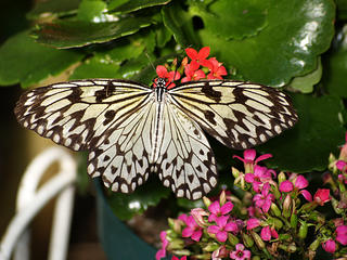 Rice paper butterfly